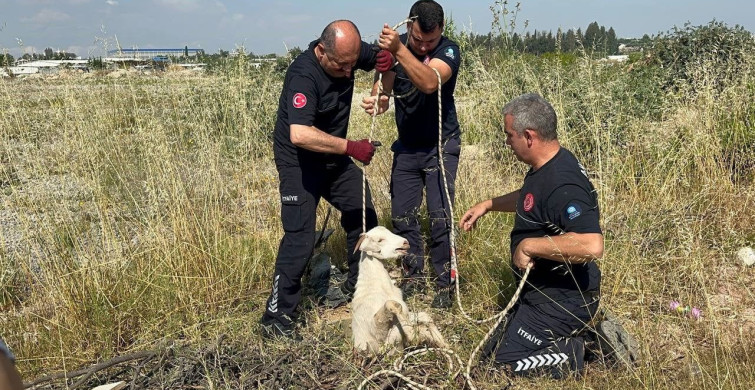 Kanalizasyon Çukuruna Düşen Oğlak Kurtarıldı