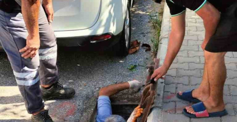 Kanalizasyona düşen kedi belediye ekiplerince kurtarıldı