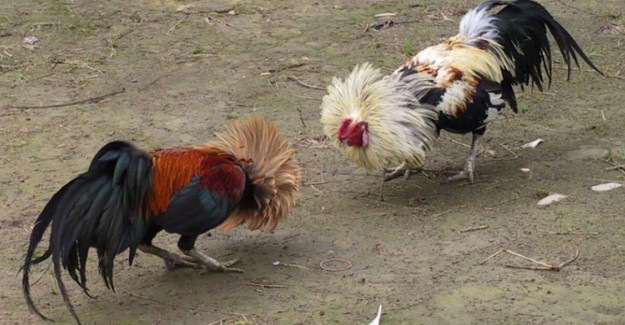 Kanatlı Hayvanları Koruma Derneğinde Horoz Dövüşü Skandalı