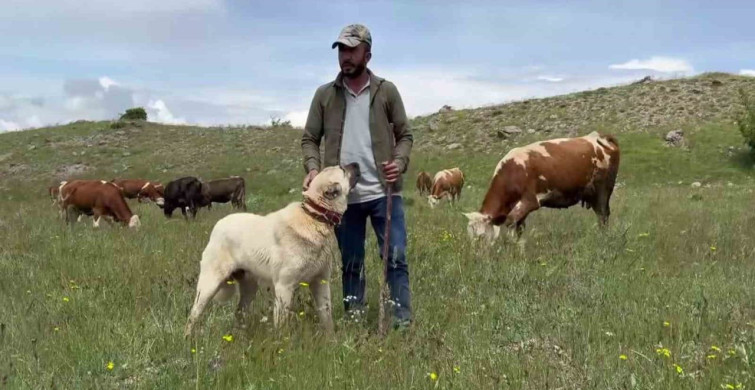 Kangal köpekleri domuz sürüsünü stratejik şekilde uzaklaştırdı