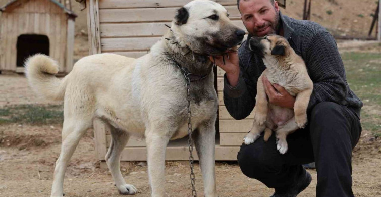 Kangal Köpeklerinin Yavrulama Dönemi ve Karakter Gelişimi