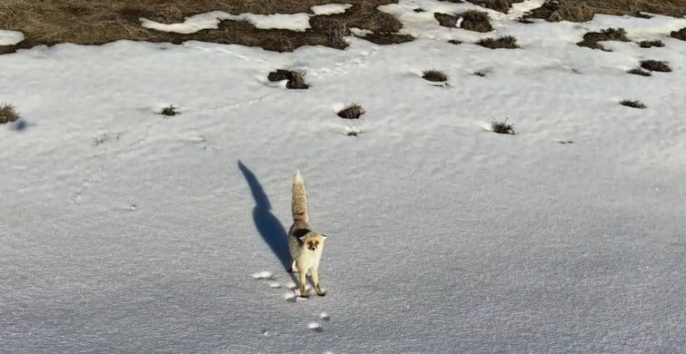 Kar Yağmuru Altında Yiyecek Arayan Tilki Dron ile Görüntülendi