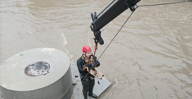 Karabağlar'da Mahsur Kalan Köpek İtfaiye Ekiplerince Kurtarıldı
