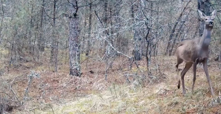 Karabük Ormanlarında Karacalar Kamere Yansıdı