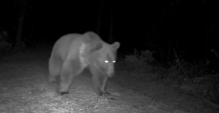 Karabük'te Boz Ayılar Fotokapanla İzleniyor