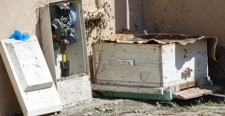 Karabük'te Doğal Gaz Kutusundaki Arılara Müdahale