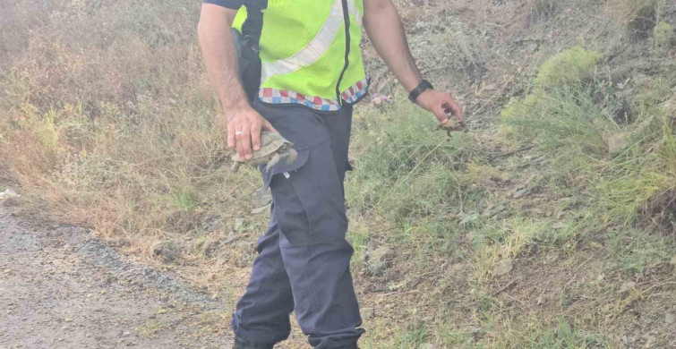 Karabük'te jandarma, alevlerin arasındaki kaplumbağa ve yavrularını kurtardı