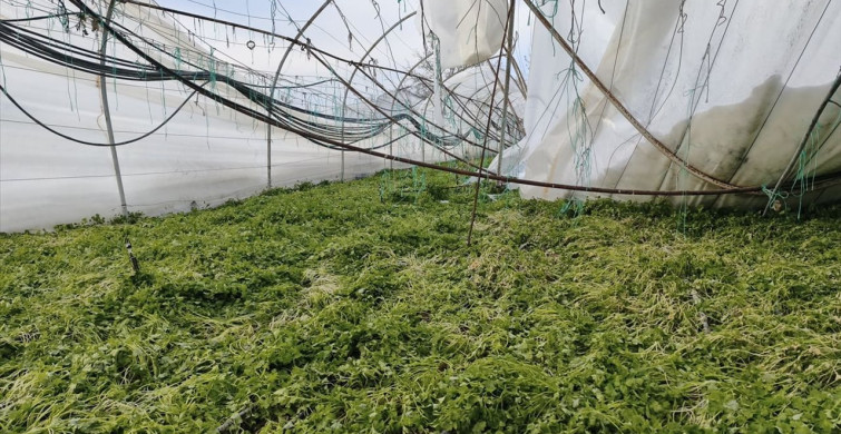 Karabük'te Kar Yağışı Sebebiyle Sera Hasarları