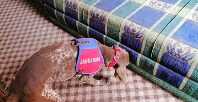 Karabük'te Narkotik Köpeği 'Radar'dan Uyuşturucu Avı