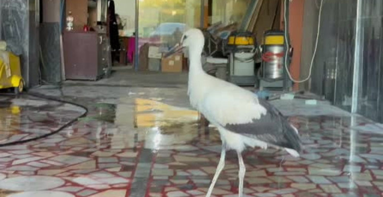 Karabük'te oto yıkamacıya sığınan leylek koruma altına alındı