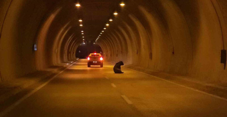 Karabük'te otomobilin çarptığı yaralı ayı, tüneli karıştırdı