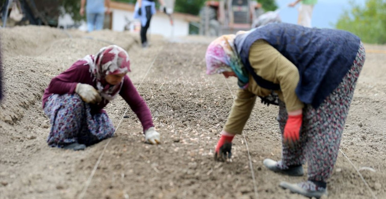 Karabük'te Safran Ekim Sezonu Başladı