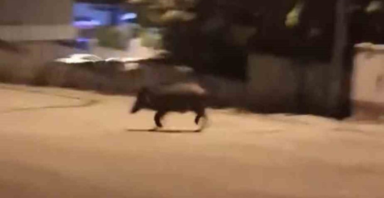 Karabük'te yaban domuzları mahallede görüntülendi