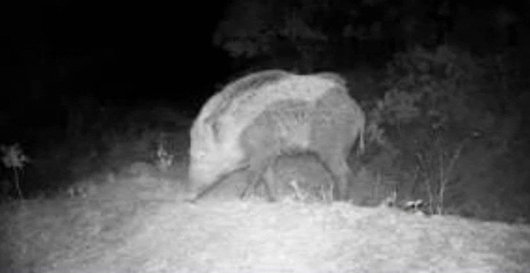 Karabük'te Yaban Hayatını Gözler Önüne Seren Fotokapan