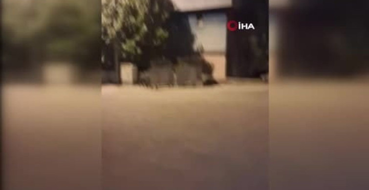 Karabük'teki mahallede yaban domuzları yiyecek aradı