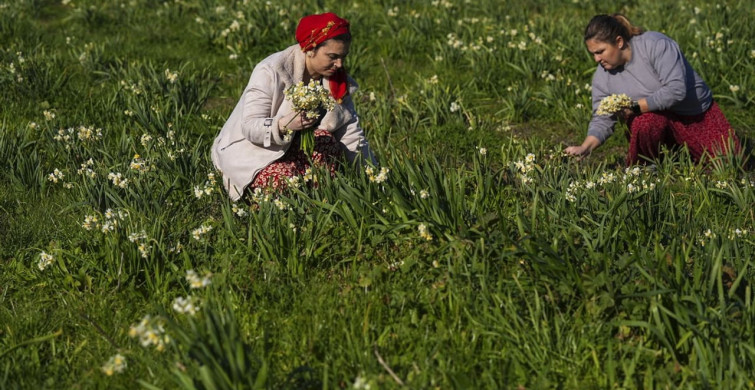 Karaburun Kadınları Nergis Üretimiyle Bütçelerini Destekliyor