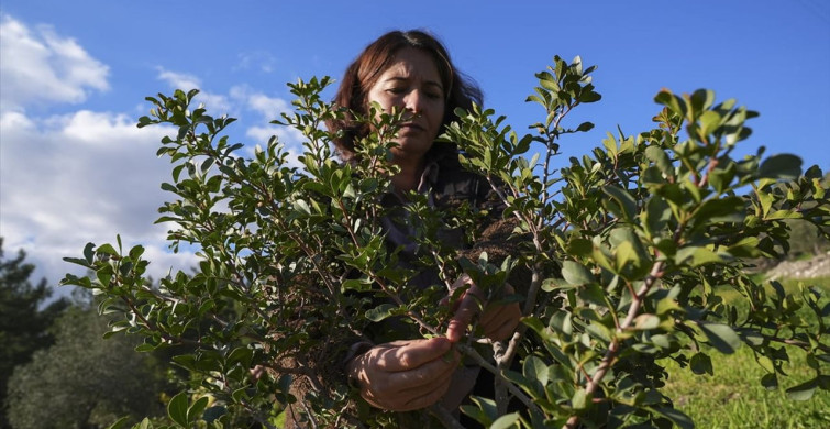 Karaburun'da Kadınlar Sakız Ağaçlarını Yeniden Hayata Döndürüyor