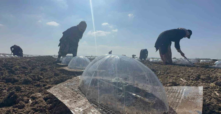 Karacabey Ovası'nda Turfanda Karpuz Ekim Sezonu Başladı