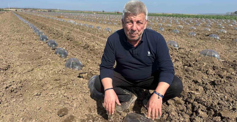 Karacabey'de Salçalık Domates Üretiminde Serbest Ekim Artıyor