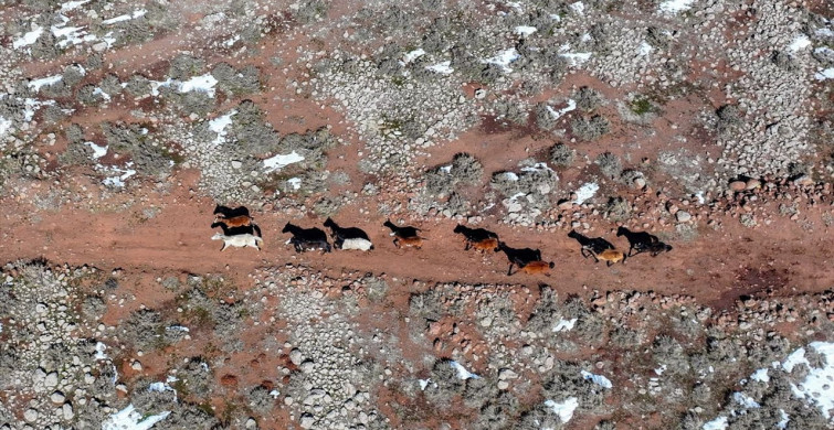 Karacadağ'da Yılkı Atları Gökyüzünden Görüntülendi