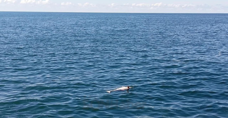 Karadeniz Ereğli'de Sahilde Ölü Yunus Tespit Edildi