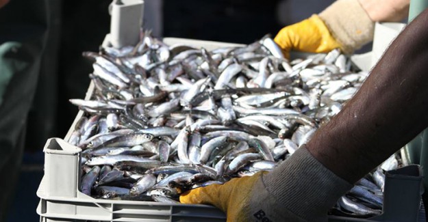 Karadeniz'de 17 Ton Hamsi Avlandı