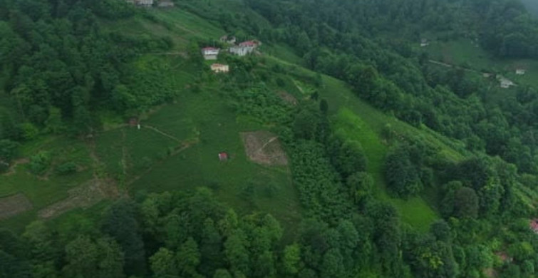 Karadeniz’de çay hasadı zorlu bir mücadeleyle sürüyor