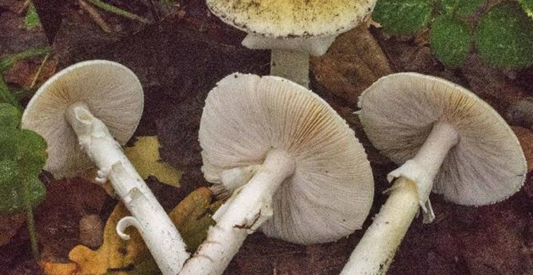 Karadeniz'de Mantar Zehirlenmelerinde Artış: Tek Bir Tanesi Bile Öldürebilir