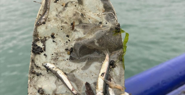Karadeniz'de Mikroplastik Araştırması: Altı Ticari Balık Türünde İnceleme