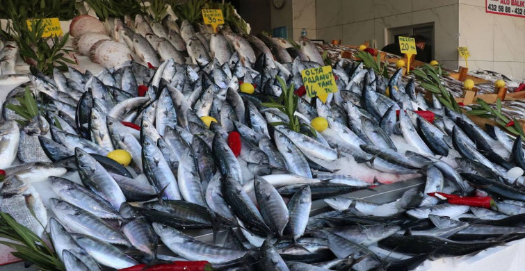 Karadeniz’de tezgahlar palamut ile doldu: 70 TL’den 25 TL’ye indi