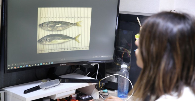 Karadeniz'deki Balıklarda Mikroplastik Araştırması