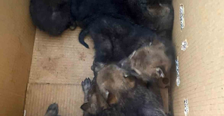 Karakoçan'da 7 Yavru Kurt Koruma Altında