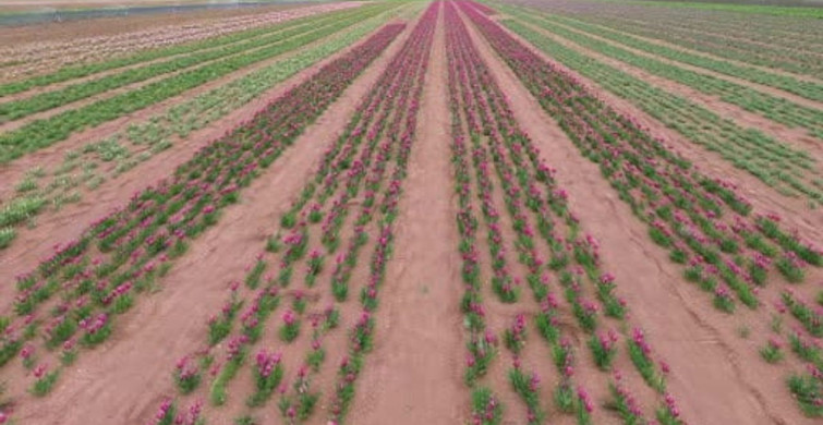 Karaman'da Lale Tarlası Ziyaretçilerini Bekliyor