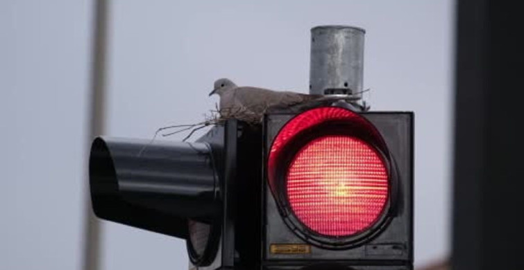 Karaman'da Trafik Lambasında Kumru Yuvası