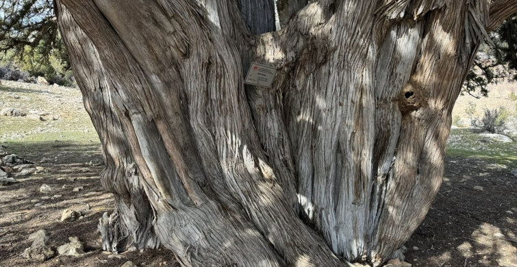 Karaman'daki 1931 Yaşındaki Anıt Ağaç Asırlara Meydan Okuyor