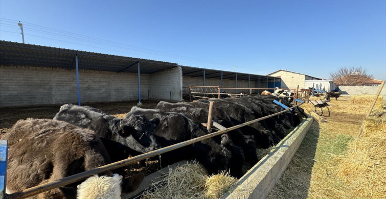 Karamanlı Genç Kadın Hayvancılığa Devlet Desteğiyle Adım Attı