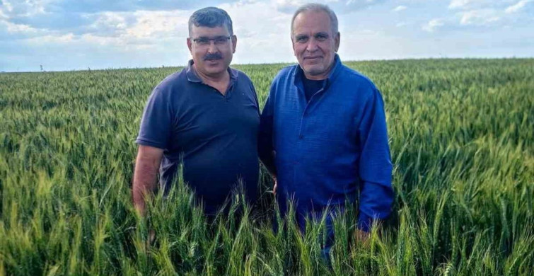 Karapınar'daki Arpa ve Buğday Tarlalarında Yatma Problemi