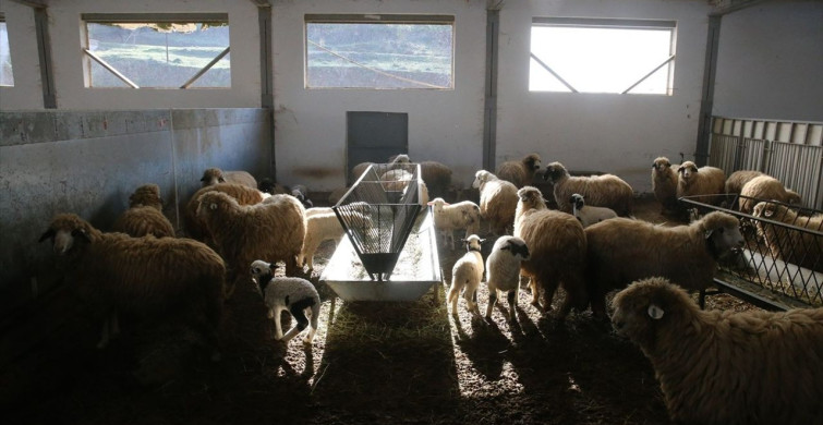 Karayaka Koyunu Geliştiriliyor: Tokat Gaziosmanpaşa Üniversitesi'nde Önemli Adımlar