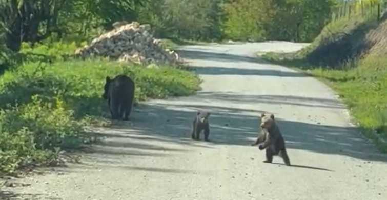 Kardeşlerin Anne Ayıyla Eğlenceli Sohbeti