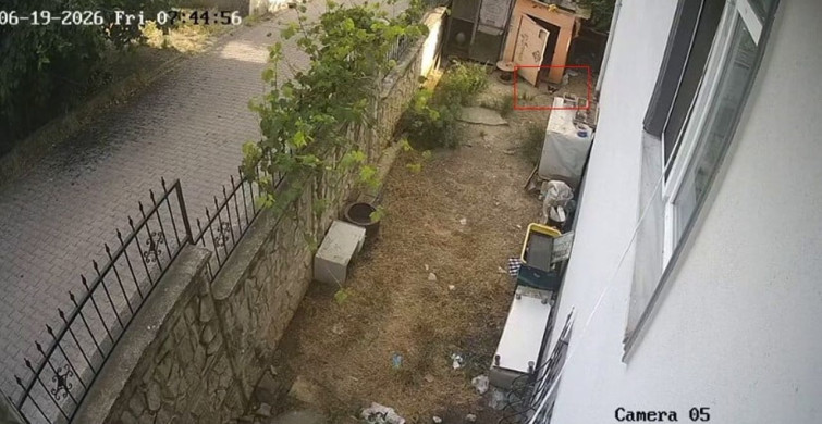 Karganın yumurta hırsızlığı güvenlik kamerasında görüntülendi