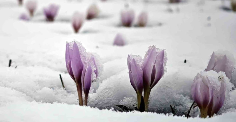 Karla Buluşan Çiğdemler: Güzeldere Vadisi'nde Doğanın Eşsiz Görüntüleri