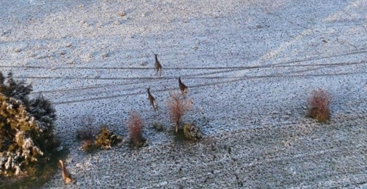 Karla Kaplı Dağlarda Geyikler Dronla Görüntülendi