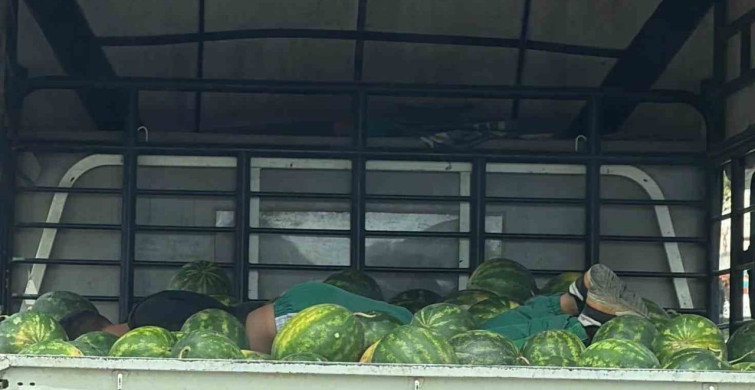 Karpuzlar Arasında Dinlendi