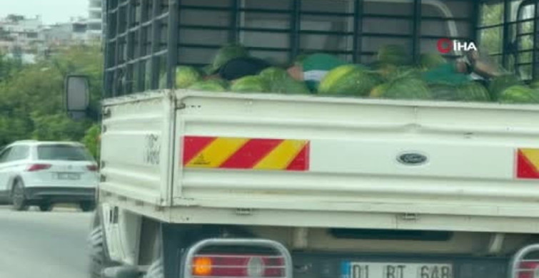 Karpuzlar Arasında Uyku: Adana'da Şaşırtıcı Anlar