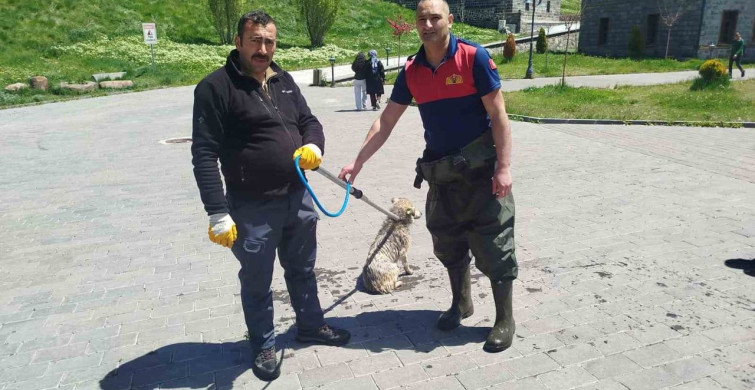 Kars Çayı'nda Kurtarma Operasyonu: Mahsur Köpek 30 Dakikada Kurtarıldı