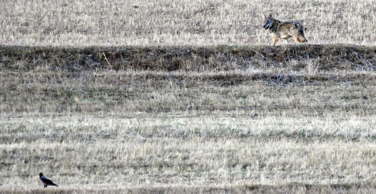 Kars Kırsalında Yaban Hayvanları Görüntülendi