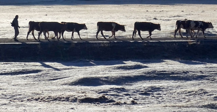 Kars Sarıkamış'ta Soğuk Havada Bitkilere Kırağı Düştü