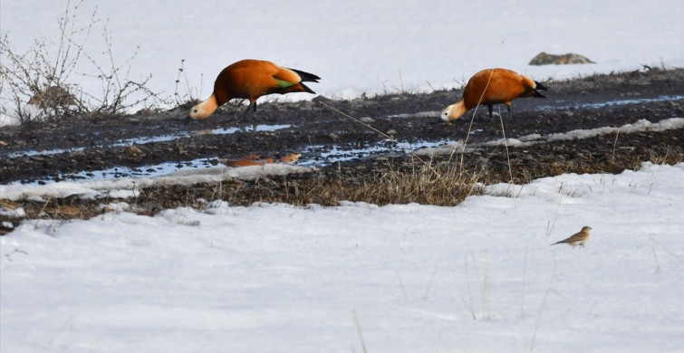 Kars'a Baharın Habercisi Leylekler Geldi
