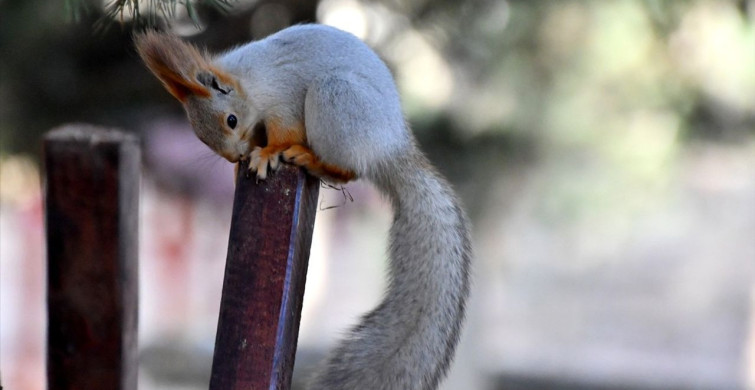 Kars'ın Sarıkamış İlçesindeki Millet Bahçesi Yaban Hayatla Renklendi