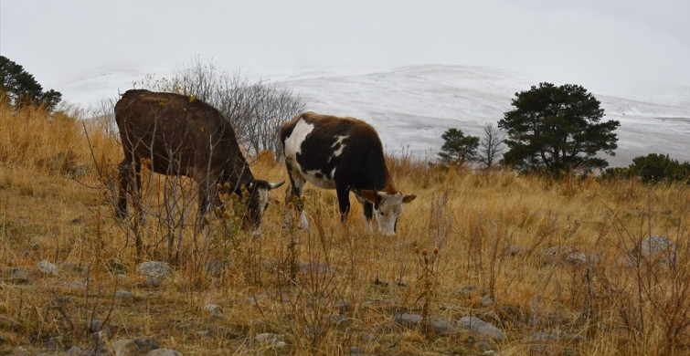 Kars'ın Sarıkamış İlçesine Kar Yağdı